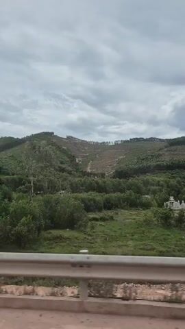 The video captures a moving view of a hilly, green landscape under a cloudy sky. In the foreground, a white metal barrier with red and white vertical stripes is visible, suggesting the viewer is in a vehicle. The landscape consists of dense green foliage and trees in the mid-ground, with a larger hill or mountain range in the background. Patches of the background hill show signs of deforestation, with visible barren areas and some scattered trees. A single tall, slender tree stands out among the lower vegetation in the middle of the frame. The overall impression is of a natural environment undergoing some form of human intervention.