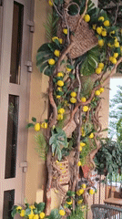 Garden and nature details from a suburban Ukrainian property