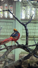 Backyard wildlife and leisurely afternoon in Heniivka, Ukraine