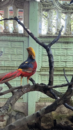 Backyard wildlife and leisurely afternoon in Heniivka, Ukraine