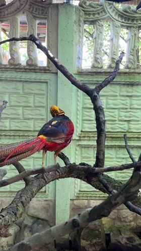 Backyard wildlife and leisurely afternoon in Heniivka, Ukraine