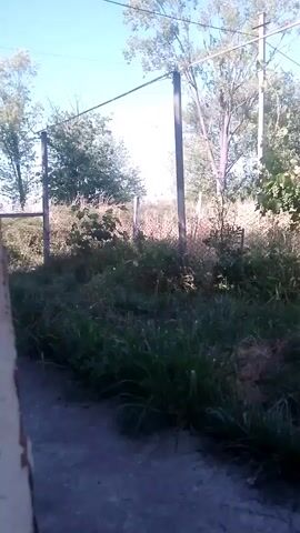 A low-angle, handheld shot captures an overgrown area with tall grass and bushes. In the background, two vertical poles support a horizontal wire. Trees and a fence are visible beyond the poles. The sky is clear and blue. The ground in the foreground is a rough, gray surface, possibly concrete or pavement, with a brown object on the far left edge of the frame.