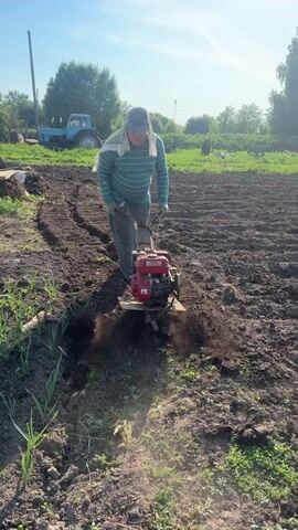 The video shows a person operating a small red rototiller in a field on a sunny day. The person, wearing a striped long-sleeved shirt, pants, gloves, and a cap with a scarf draped over their head, walks behind the tiller as it churns the soil. The field is mostly brown dirt, with some patches of green grass and garlic plants along the left edge.  In the background, a blue tractor is visible, along with trees and a clear blue sky.