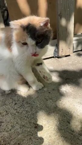 A calico kitten sits on a concrete surface in the shade of dappled sunlight. The kitten is mostly white with patches of orange and grey. It yawns widely, showing its pink tongue. Then it lowers its head.