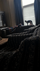 Cat plays and explores home in Holywell morning