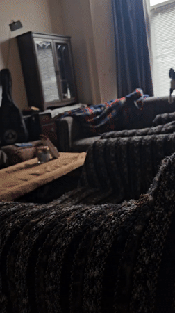 Cat plays and explores home in Holywell morning