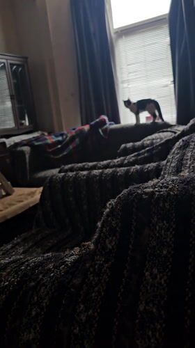 Cat plays and explores home in Holywell morning