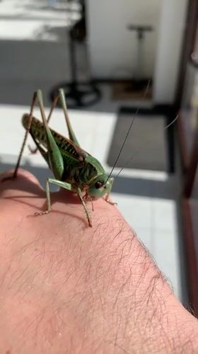 Green katydid gets a thorough close-up photo session in Kropotkin