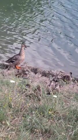 A group of ducklings huddle together near the bank of a body of water, while a larger duck stands alert on a small mound of dirt and grass. The water is a murky green with ripples. The ducklings are small and fluffy, with brown and black markings. The larger duck is a mottled brown and white with orange feet. The bank is covered in dry grass and some green weeds, with a few small white flowers. The lighting suggests it is daytime, possibly overcast or late afternoon.