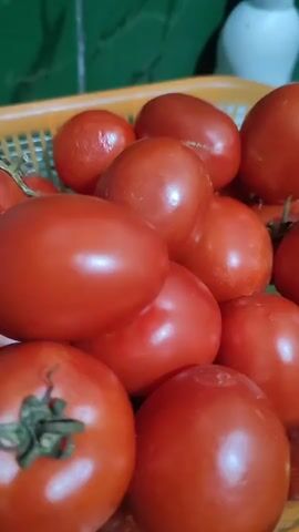A close-up, low-angle shot shows a collection of ripe red tomatoes piled in an orange plastic basket. The tomatoes are various shapes and sizes, with some appearing round and others more oval. The lighting highlights the glossy skin of the tomatoes, reflecting light and creating bright spots. In the background, a green surface with a grid pattern is visible, possibly a wall or a mat, and a blurred white object can be seen to the far right. The focus is entirely on the tomatoes, with a shallow depth of field blurring the background.