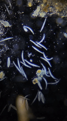 Microscopic worm-like organisms observed in Ribeira Grande, Portugal