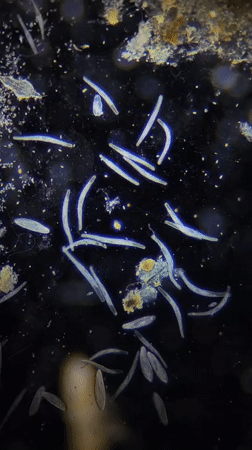 Microscopic worm-like organisms observed in Ribeira Grande, Portugal