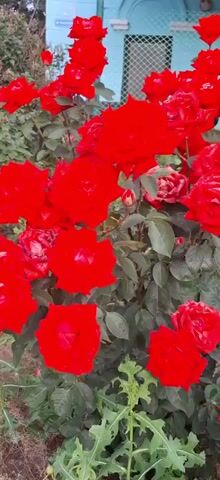 This is a close-up, vertical video of a cluster of bright red roses. The roses are in full bloom, with many layers of petals. Some of the roses appear to be older and slightly wilted, while others are fresh and vibrant. The background is slightly blurred, showing green foliage and a hint of a blue building with a chain-link fence. The lighting suggests it could be daytime, possibly with overcast skies given the diffused light. The overall impression is of a lush rose bush, likely in a garden or park setting. There is no visible text in the video. The focus is entirely on the texture and color of the roses, creating a visually striking image of natural beauty.