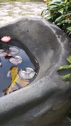 A close-up shot shows a concrete pond with dark water. There are several lily pads floating on the surface, some green and healthy, others yellow and decaying. One vibrant pink lotus flower stands tall on a stem, its petals gently unfurling. The pond is surrounded by the rough texture of concrete, and in the background, out of focus, is a sandy area with some greenery. The water reflects the surrounding environment, creating a serene and natural scene.