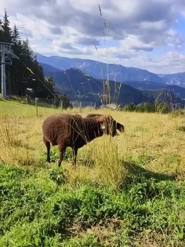 A dark brown sheep stands in a grassy field with tall stalks of dry grass in front of it. The sheep is facing away from the camera and appears to be eating. In the background, there are mountains and a cloudy sky. To the left of the frame, a ski lift can be seen. The overall scene is pastoral and mountainous.