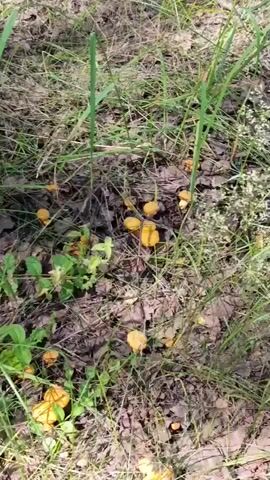 A close-up, vertical shot shows a patch of forest floor covered in dry leaves, grass, and small, orange mushrooms. The mushrooms, varying in size, are clustered in groups among the vegetation. Sunlight filters through the trees, casting dappled shadows on the ground. The camera appears to be moving slightly, suggesting it might be handheld or on a gimbal. There are no people or animals visible in the frame.
