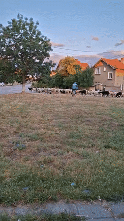 Sheep herding and a quick selfie, same afternoon