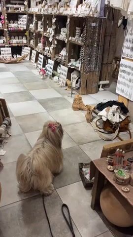 A shih tzu dog with long, light brown fur and a pink bow on its head is standing on a tiled floor. The dog is leashed and looking up and to the right. The dog is in an aisle of a store that sells handmade jewelry and crafts. The shelves are stocked with various items, including necklaces, earrings, and bracelets. There are also wooden crates and displays of other items, such as boots and bags. The lighting is dim, creating a cozy atmosphere.