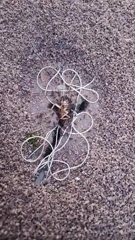 A dead cicada lies on the ground surrounded by a white electrical cord. The ground appears to be dirt or gravel.