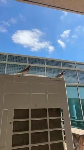The video shows an outdoor scene with a clear blue sky and scattered white clouds. In the foreground, the top of a large, beige air conditioning unit is visible. One bird is perched on the back of this unit, looking to the right. In the middle ground, a building with a patterned glass facade and large windows extends across the frame. The windows appear to be tinted green. Above the building, a second bird is in mid-flight, its wings spread wide, captured as it takes off or lands. Another bird is also visible in flight in the distance, closer to the building. The sun is shining brightly, suggesting it is daytime. The presence of the air conditioning unit and the building's architecture indicate an urban or commercial setting. The activity depicts birds interacting with their environment, one seemingly taking flight from the air conditioning unit, while another is already airborne. No text is visible in the video. The scene is calm and natural, showcasing urban wildlife.
