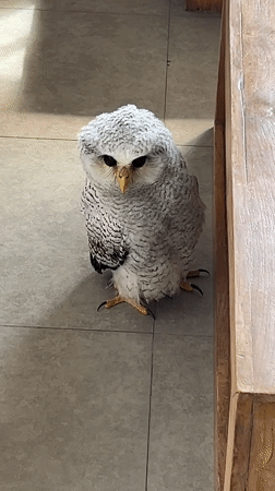 Baby owl explores an indoor space in Kuta Selatan