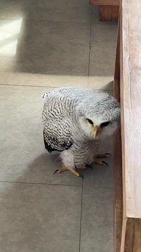 Baby owl explores an indoor space in Kuta Selatan