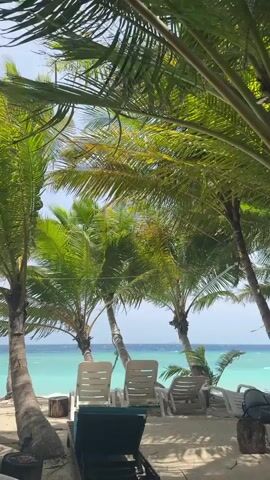 The video shows a tropical beach scene framed by palm trees. In the foreground, several white plastic lounge chairs are placed on the sandy ground. The chairs are empty and appear to be awaiting occupants. Behind the chairs, the turquoise water of the ocean stretches out to the horizon, meeting a clear, blue sky. The palm trees provide shade and a sense of seclusion. The overall ambiance is peaceful and inviting.