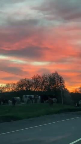 The camera films from inside a moving car, looking across the road at a field with cows grazing. The sky is vividly colored with orange and pink hues, indicating either sunrise or sunset. Trees stand in silhouette against the bright sky. Another vehicle passes in the opposite direction.