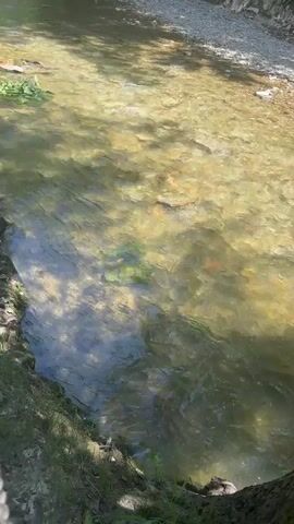 This media file captures a serene view of a shallow, clear river flowing through a lush, wooded area in Shirokaya Schel, Russia. The riverbed is visible, composed of smooth, light-colored stones and sand, with patches of green aquatic plants. Sunlight filters through the dense canopy of trees, casting dappled shadows on the water's surface, creating a tranquil and almost ethereal atmosphere.

The riverbanks are lined with green grass and dense foliage, with larger trees creating a shaded pathway along the left side. The water is calm, with gentle ripples indicating a steady flow. The scene evokes a sense of peace and natural beauty. The sunlight suggests it is daytime, likely a clear or partly cloudy day given the brightness and the distinct shadows.

No people or distinct man-made objects are prominently featured, emphasizing the natural setting. The focus is on the interplay of light and water, the textures of the riverbed and banks, and the surrounding greenery. The overall mood is one of quietude and natural immersion. There is no visible text within the media file.