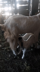 Cats and goats at a rural Jatirogo home