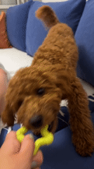 Toy poodle plays tug-of-war on couch in Montenegro