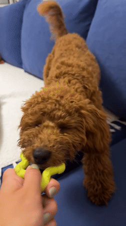 Toy poodle plays tug-of-war on couch in Montenegro