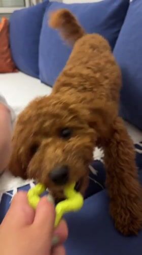Toy poodle plays tug-of-war on couch in Montenegro