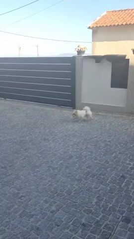 A small, fluffy dog with a light-colored coat is playing with a yellow ball in a paved courtyard. The dog is in motion, appearing to chase or carry the ball. A man in a red tank top and blue shorts is sitting on the steps of a building to the left of the frame, watching the dog. A stack of firewood covered with a black tarp is visible behind the dog, and a gray metal gate is in the background. The area appears to be an outdoor space with a paved ground and a clear sky above.