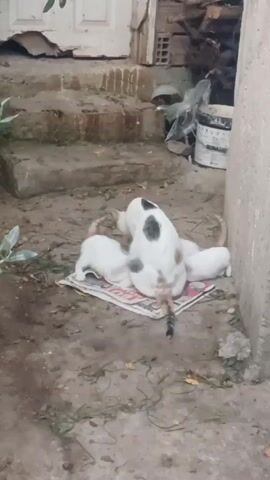 A white and black cat nurses three white kittens on a newspaper on the ground. The ground is dirt with some leaves and debris. Behind the cat are concrete steps leading to a white door. There is also a pile of bricks and a white paint bucket. The video is taken from a stationary position.