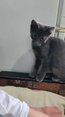This is a short video clip that shows a grey kitten sitting on a patterned surface, possibly a mat or a piece of furniture. The kitten is looking down and to the right, with its ears perked up. The background is a plain, light-colored wall, which appears to be the side of a refrigerator or a similar appliance, indicated by a vertical seam and some lighter vertical lines.

In the foreground, a person's arm and shoulder are visible. The person is wearing a white t-shirt. Their arm is resting on a light-colored pillow or cushion. The lighting suggests it is daytime, likely indoors, as there are no strong shadows or indications of outdoor elements. The overall mood of the clip is quiet and observational, focusing on the kitten's curious or perhaps slightly hesitant demeanor. There is no visible text within the frame. The context "Țiganca, Moldova" provides a geographical location for the recording.