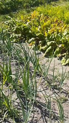 The video shows a close-up view of a garden bed with rows of young green onions in the foreground. The onions are thin and leafy, growing in loose soil. Behind the onions, there are rows of larger plants with broad, green and reddish leaves, which appear to be beets. The background is out of focus but suggests a larger garden area with more greenery and possibly some taller plants or trees. The lighting indicates it is daytime, likely outdoors in a sunny environment. There are no people or animals visible in the frame. The scene is static.