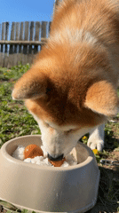 Akita dog enjoys rice and egg breakfast in Chaikovsky