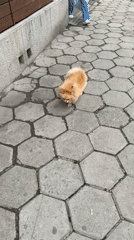 Small dog on morning walk in Bulgarian city center