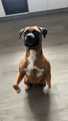 Woman feeds treats, gives belly rubs to Boxer dog