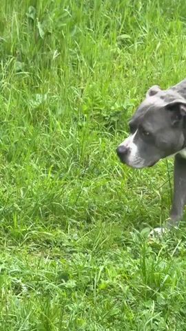 The video shows a gray and white pitbull walking through tall green grass. The dog is focused on something in the grass, sniffing the ground as it moves. The grass is dotted with small yellow flowers.