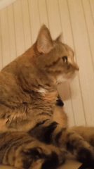 Tabby cat lounging around a Lida apartment