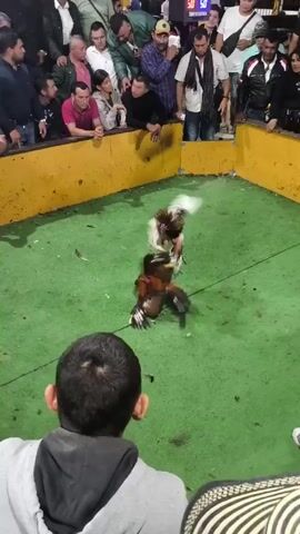 A video shows two roosters fighting in an arena with a green floor. The arena is surrounded by a yellow barrier behind which numerous spectators are standing. Feathers fly as the roosters attack each other. The video is shot from behind a person wearing a gray hoodie and a straw hat. In the background, people are watching the fight intently. The scene appears to be a cockfight event.