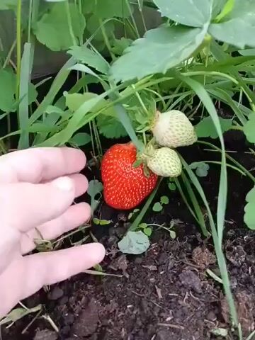 A close-up shot shows a person's hand reaching for a ripe red strawberry growing on a plant with green leaves and unripe white strawberries. The background is out of focus, showing more greenery and dark soil.