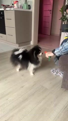 This short video clip showcases a black and white Pomeranian dog playing with a person in what appears to be a kitchen or dining area. The dog is fluffy and appears to be enjoying itself, with its tongue lolling out in some frames. The person is holding an orange dog toy, which the dog is actively engaging with, tugging at it. The setting features light-colored laminate flooring and kitchen cabinets in the background. A doorway leading to another room is visible, with a pinkish hue on the door. The lighting suggests it is daytime indoors. No text is visible in the video.