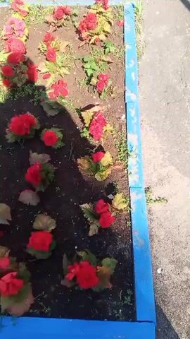 A shadow of a person holding a camera is visible moving across a flower bed filled with red flowers and green foliage. The flower bed is bordered by a blue structure. In the background, there is a paved area, a building, and green bushes. The video appears to be taken outdoors during the daytime.