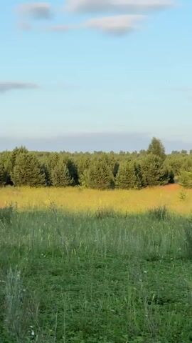 The video displays a natural landscape at what appears to be sunset. The foreground is dominated by tall green grass and wildflowers, with a few small pine trees scattered throughout. In the mid-ground, there is a field of yellow flowers bathed in the warm light of the setting sun, transitioning into a dense line of green trees that stretches across the horizon. The sky above is a pale blue with wispy white and pink clouds. The camera pans slowly from left to right, offering a panoramic view of the serene environment. There are no people or animals visible in the footage. The overall impression is one of tranquility and the beauty of nature during the golden hour.