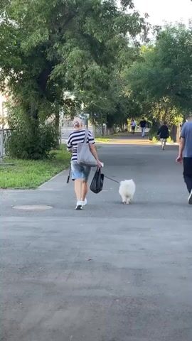 A person walks along a paved path with a small white dog on a leash. The person is wearing a striped shirt, shorts, and a hat. They are carrying a tote bag and a plastic bag. There are trees and grass on the left side of the path, and other people walking in the distance on the right. The sun is shining, casting shadows.
