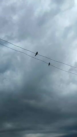 Two birds perch on a wire against a cloudy sky. The bird on the left faces left, while the bird on the right faces right. The sky is filled with dark, overcast clouds.