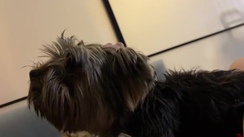 A close-up shot shows a person's hand petting a small, dark-haired dog. The dog is lying down and looking upwards. The environment appears to be indoors, possibly a living room, with a blurred background. The lighting is soft and warm.